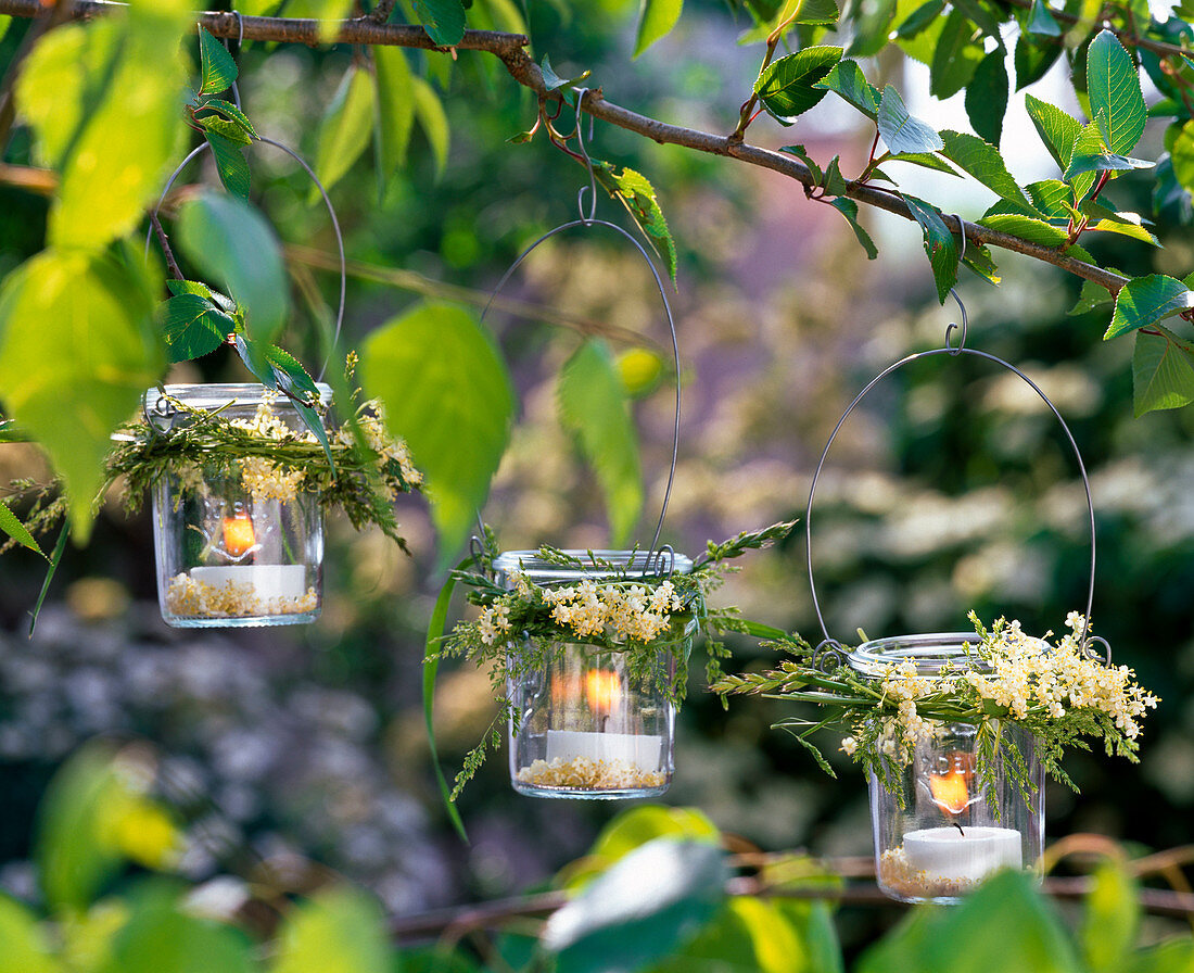Lanterns with sambucus (elderberry) and grasses on cherry branch