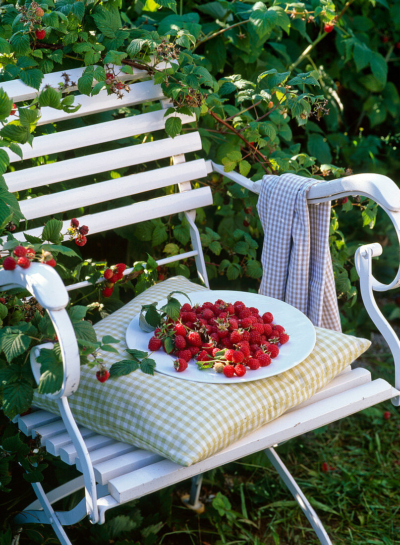 Plate of freshly picked raspberries on chair