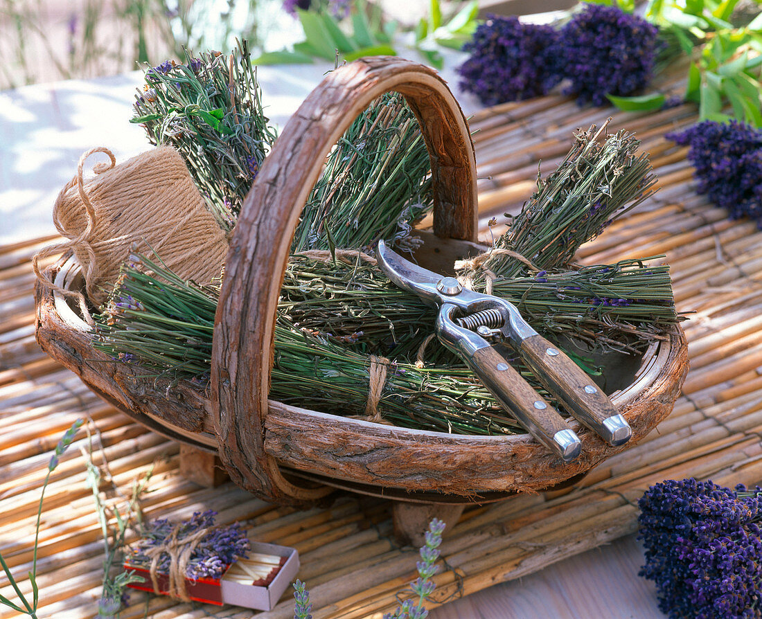 Basket of bundled Lavandula stems can be used to cheer