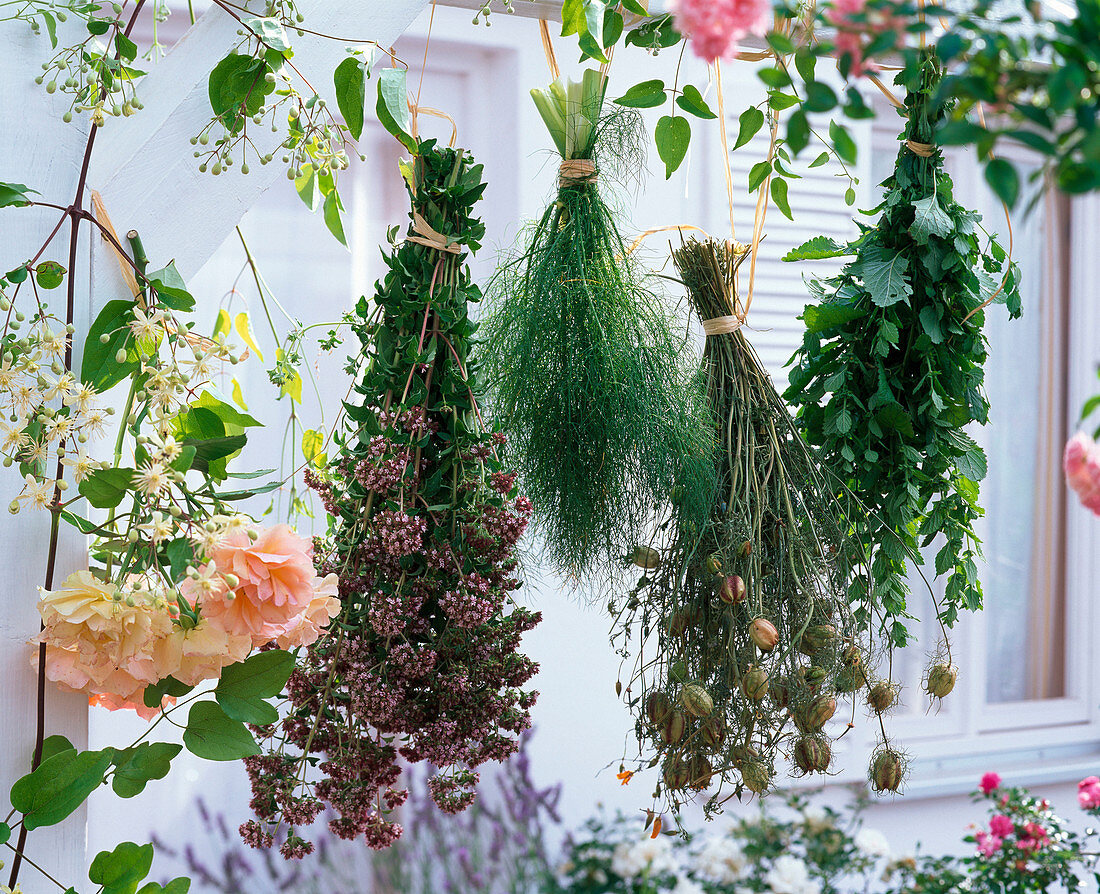Herbs hung to dry, Rose, Origanum