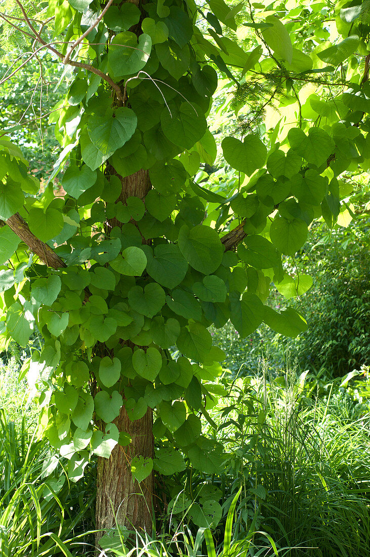 Aristolochia durior (Pfeiffenwinde) an Baum hochkletternd