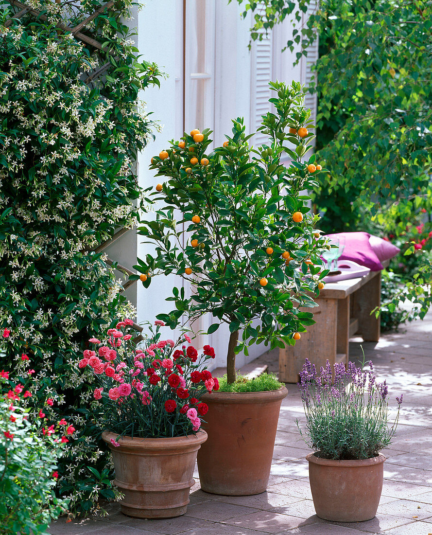 Fragrance Terrace, Citrofortunella microcarpa, Dianthus