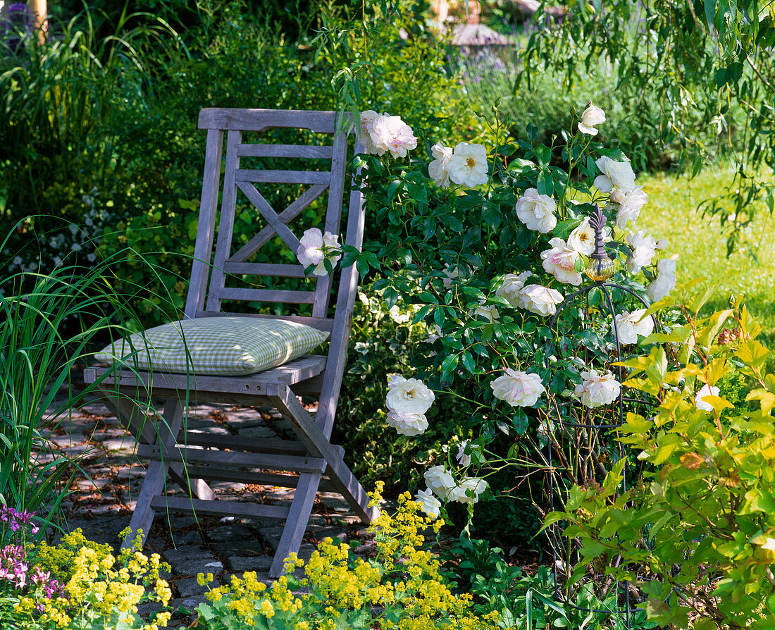 Blue folding chair next to Rosa 'Schneewittchen' (shrub rose)