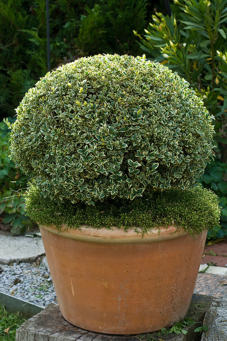 Buxus sempervirens 'Variegata' (Panaschierter Buchs)