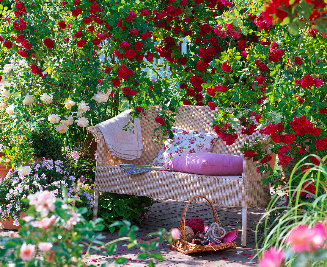 Bench under Rose 'Flammentanz' (climbing rose)