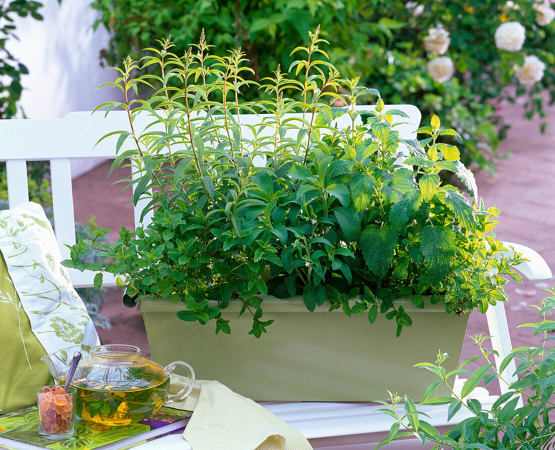 Balcony box with tea herbs