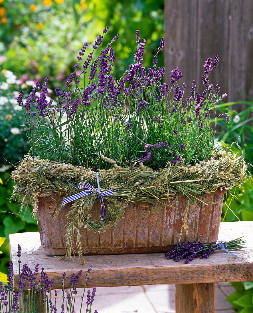 Lavandula Hidcote 'Dark Blue' (lavender) in terracotta box