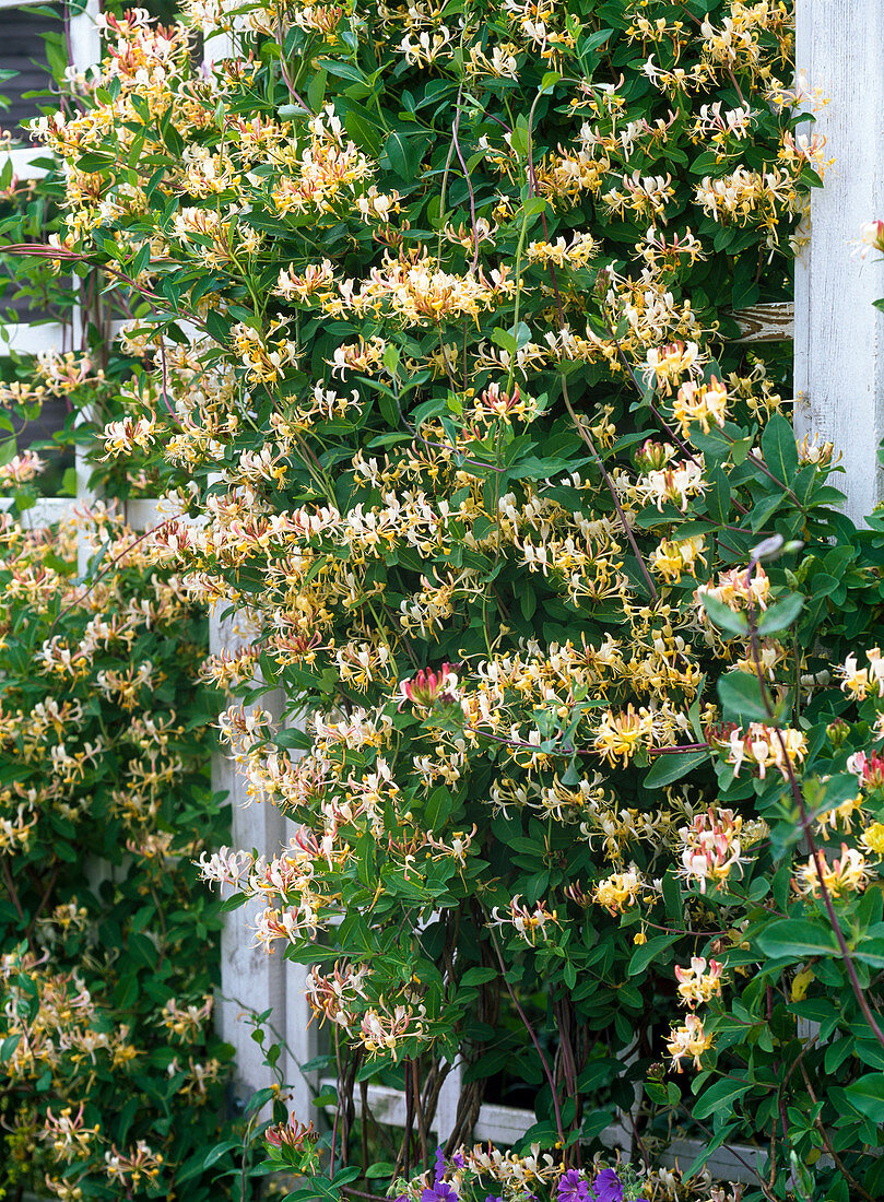 Lonicera caprifolium und periclymenum (Geißblatt, Jelängerjelieber)