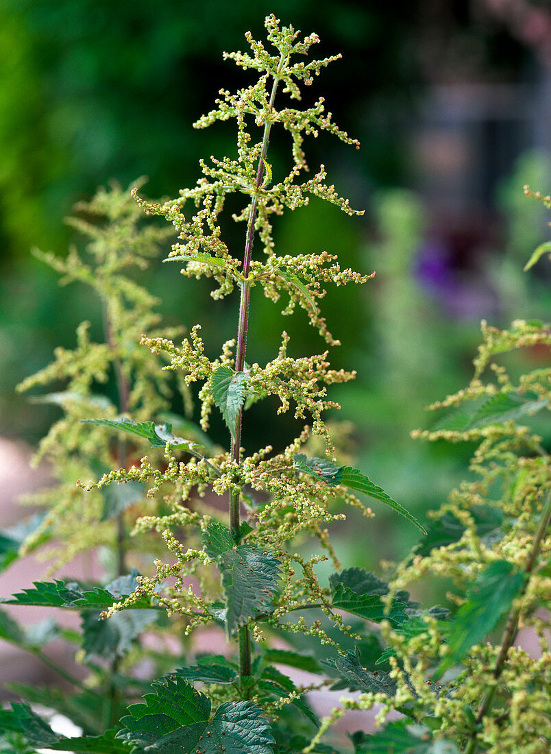 Urtica dioica (Brennessel)