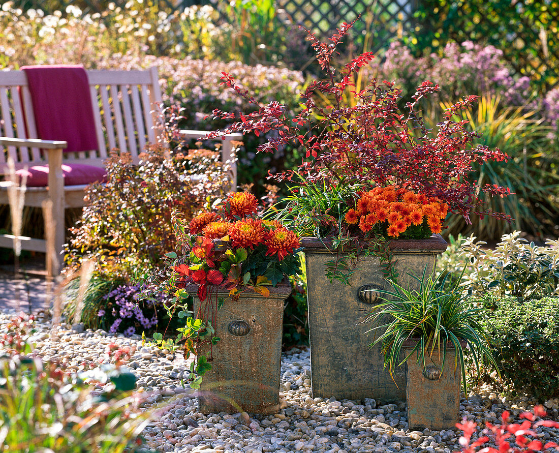 Große Kübel mit Chrysanthemum (Herbstchrysanthemen)