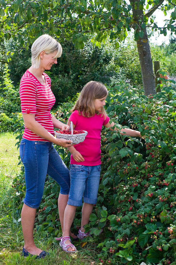Mutter und Tochter pflücken Rubus (Himbeeren)
