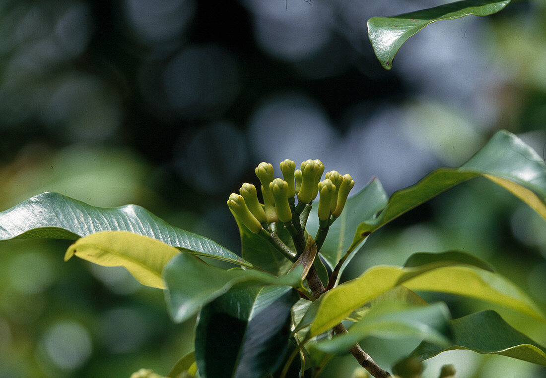 Syzygium aromaticum (Gewürznelken) in Sansibar, Afrika