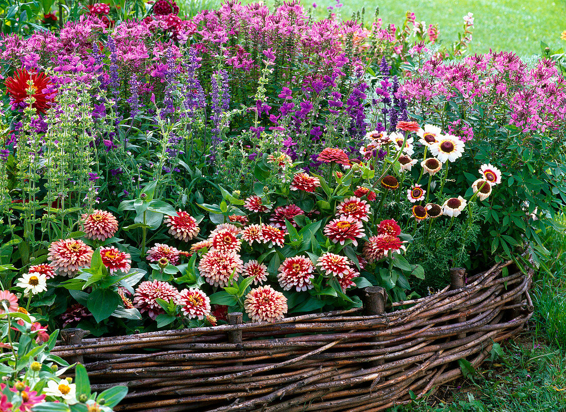 Zinnia 'Swizzle Kirsch-Elfenbein' (Zinnien)