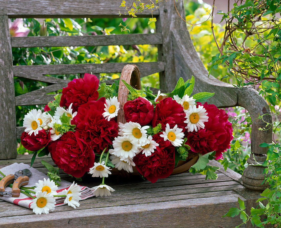 Arrangement of Paeonia and Leucanthemum