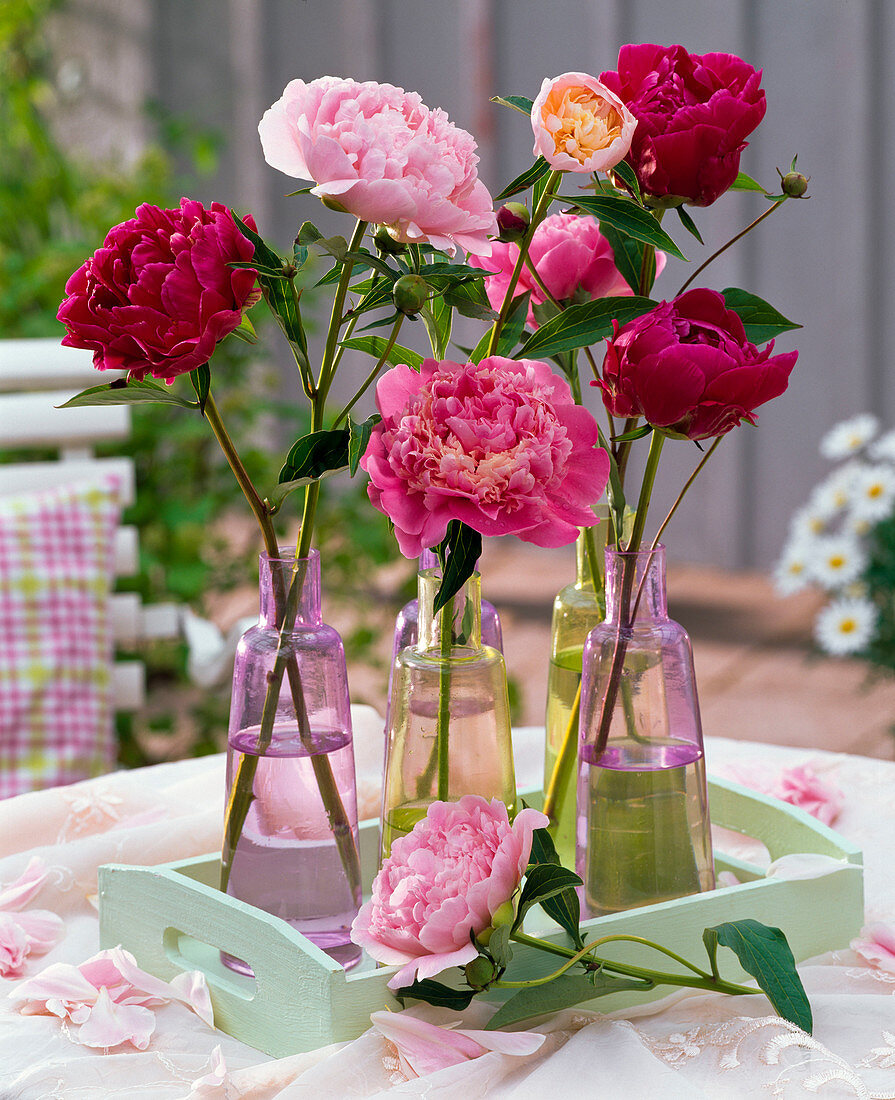 Paeonia (Pfingstrosen) in Glasflaschen