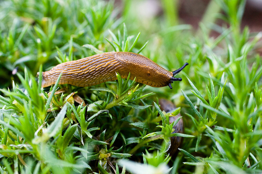 Arion rufus (brown slug)