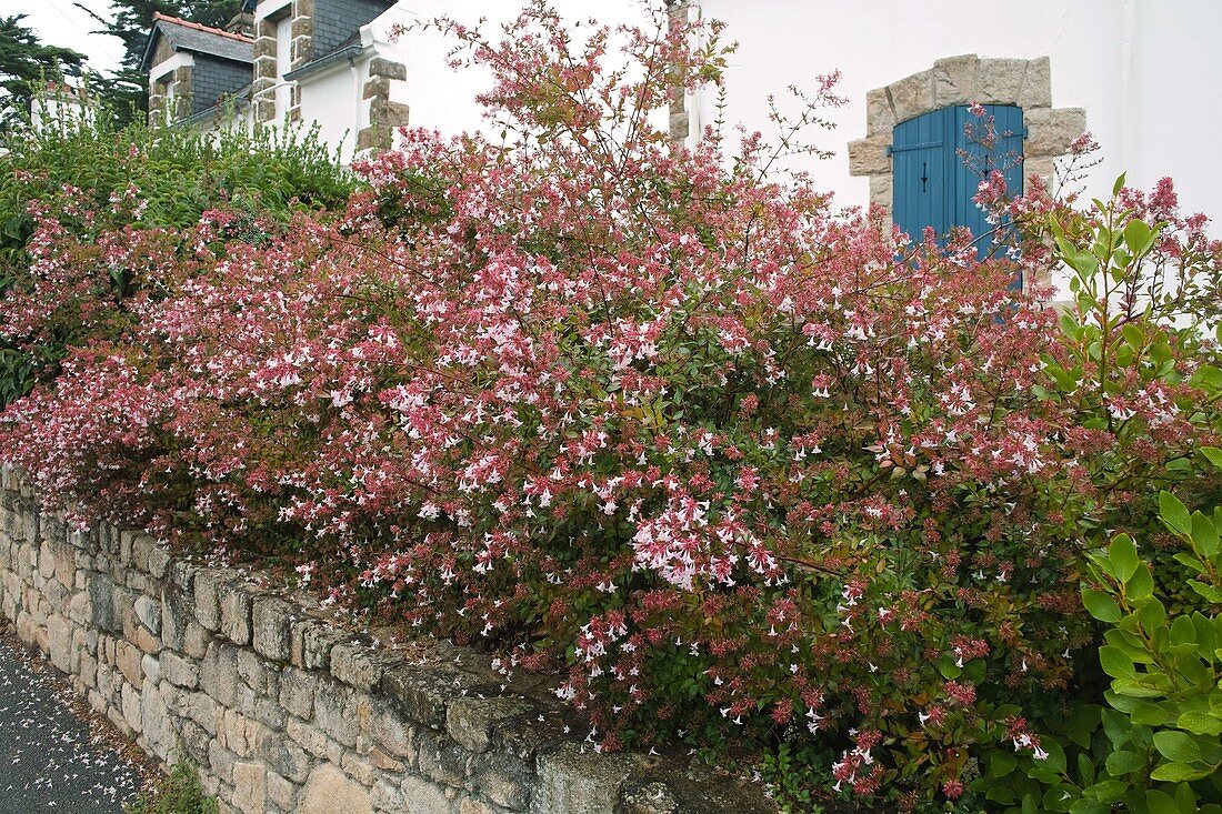 Hecke aus Abelia (Abelie) auf einer Mauer gepflanzt