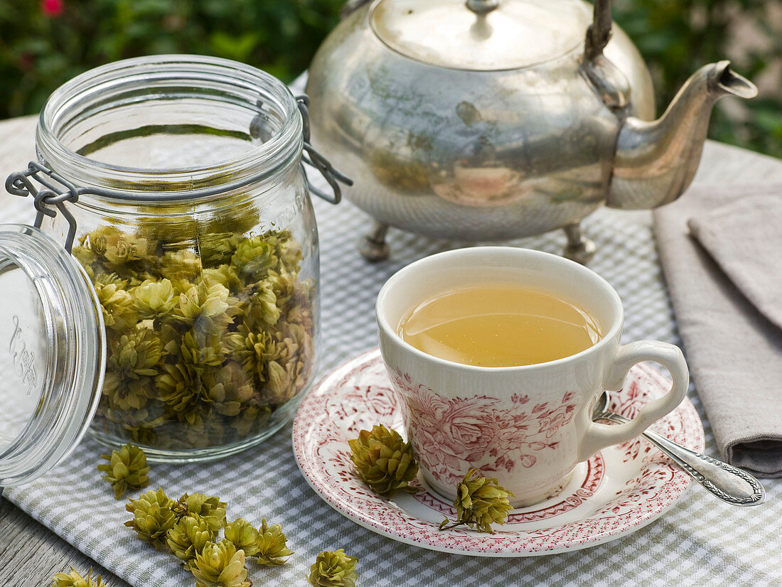 Tea made of Humulus lupulus (hops), soothes nerves and stomach