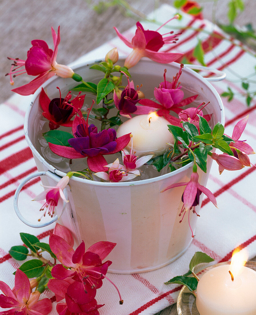 Fuchsia (fuchsia) in metal container with water and floating candle
