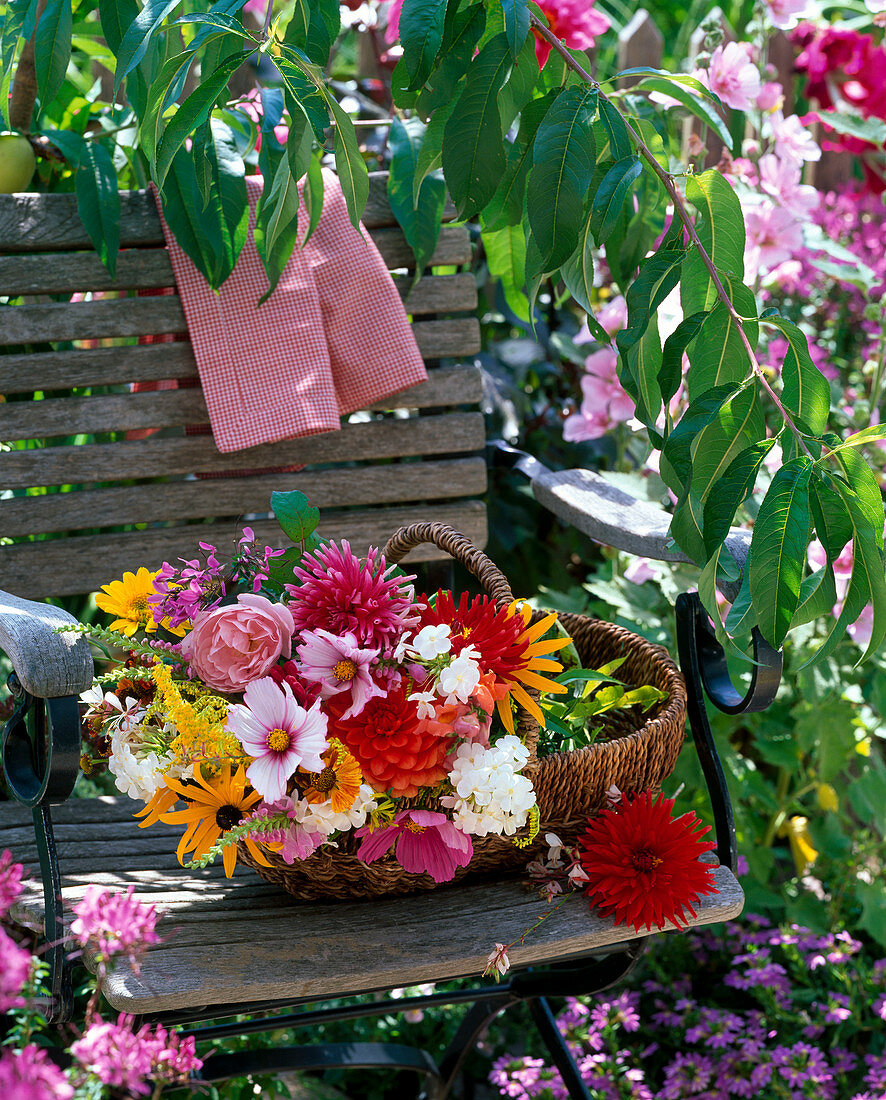 Dahlia (Dahlien), Cosmos (Schmuckkörbchen), Rudbeckia (Sonnenhut)