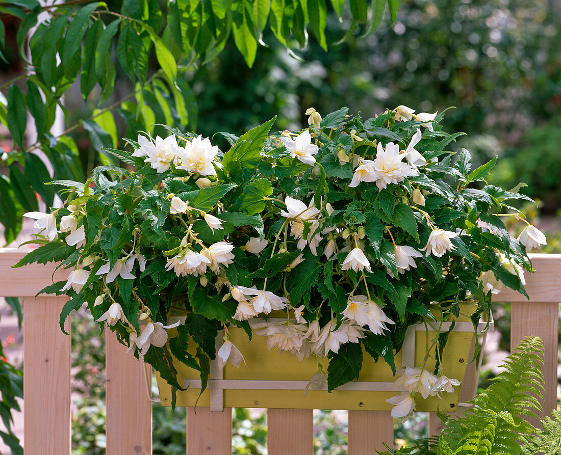 Begonia Belleconia 'White' (Hanging Begonia)