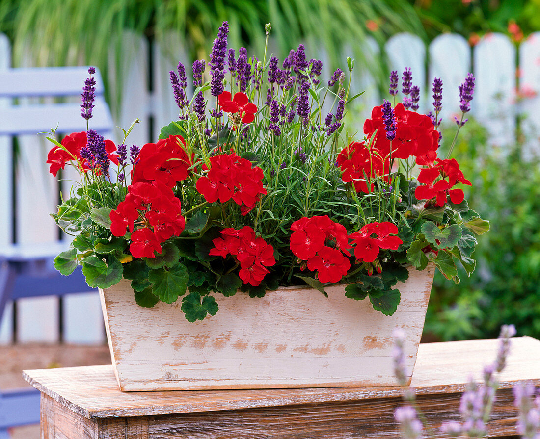 Pelargonium Little Lady 'Cherry' (Mini Geranium)