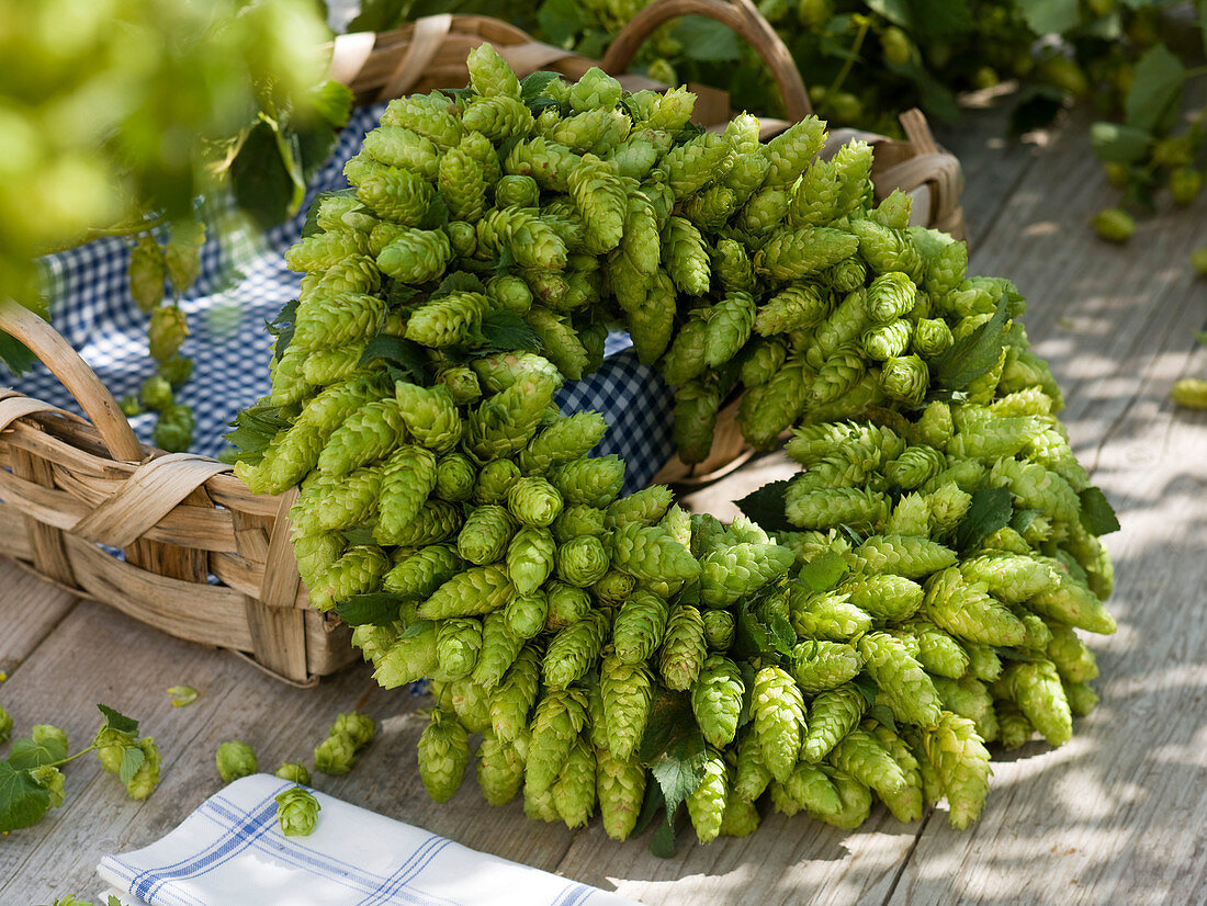 Floristry with hops