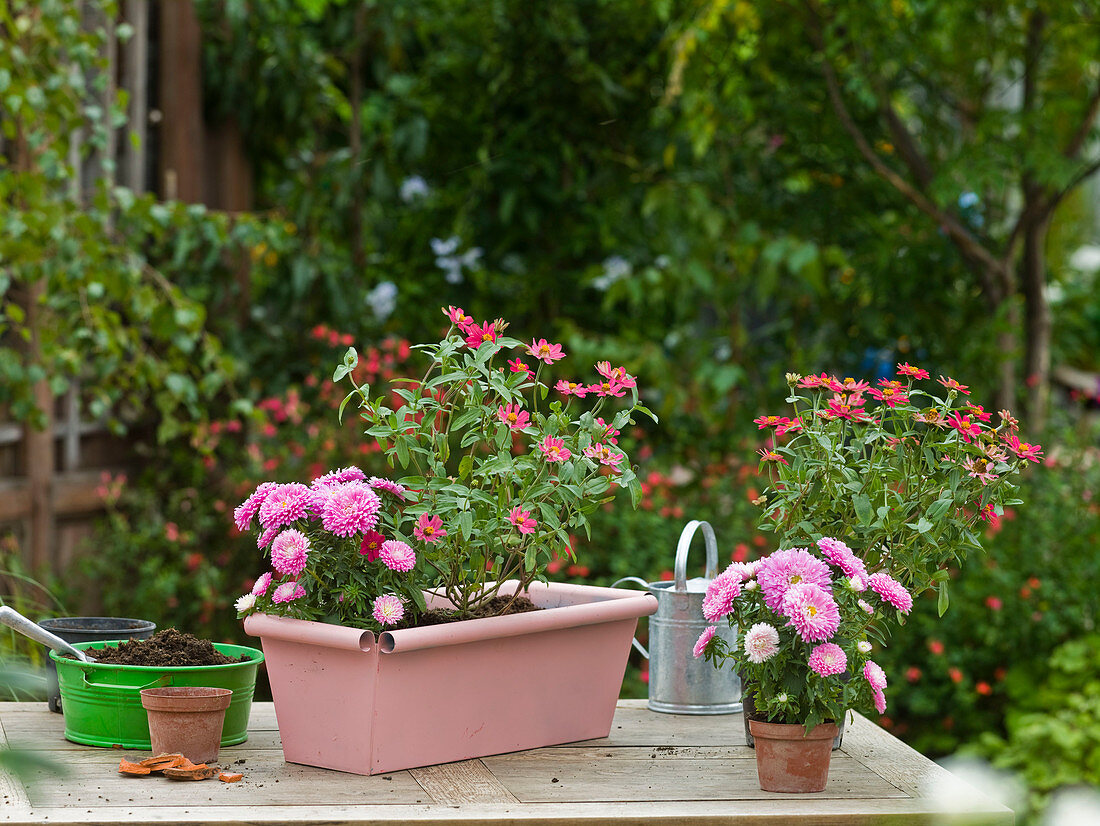 Plant pink sprayed box