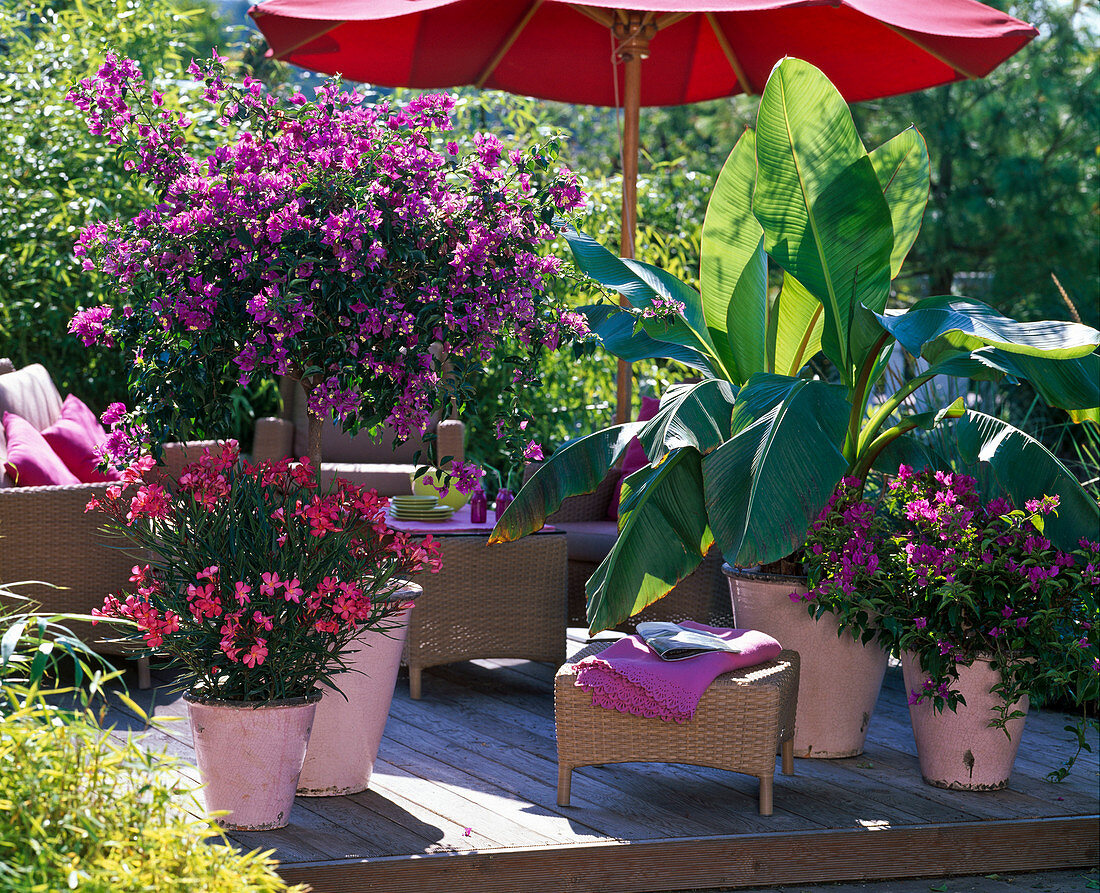 Bougainvillea, Musa (banana), Nerium oleander (Oleander)