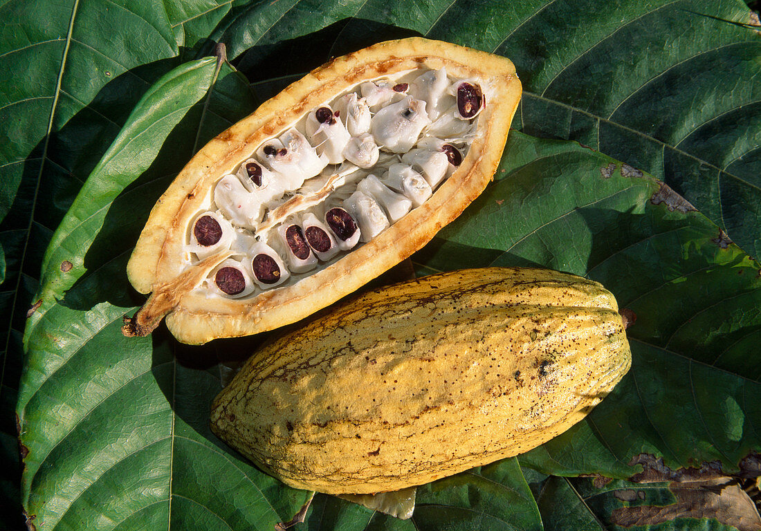 Theobroma (cocoa), pod with cocoa beans