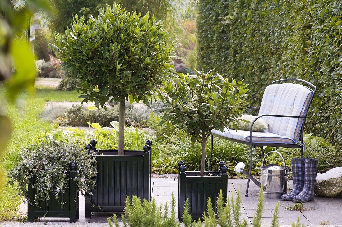 Laurus nobilis, rosmarinus in square tubs