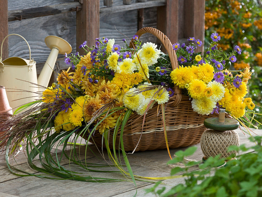 Weidenkorb mit frisch geschnittenen Chrysanthemum