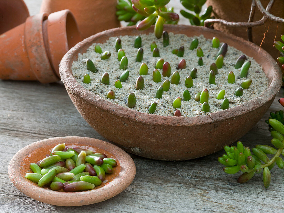 Blattstecklinge von Sedum album (Weißem Mauerpfeffer)