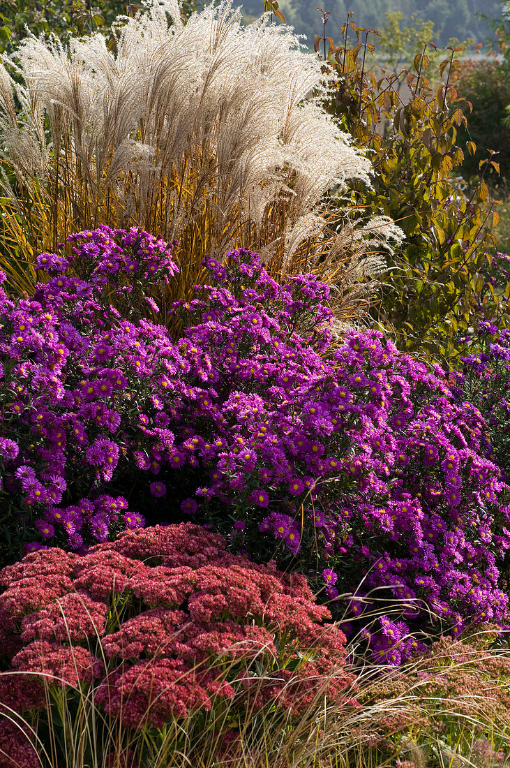 Aster novi-belgii 'Fuldatal', Sedum