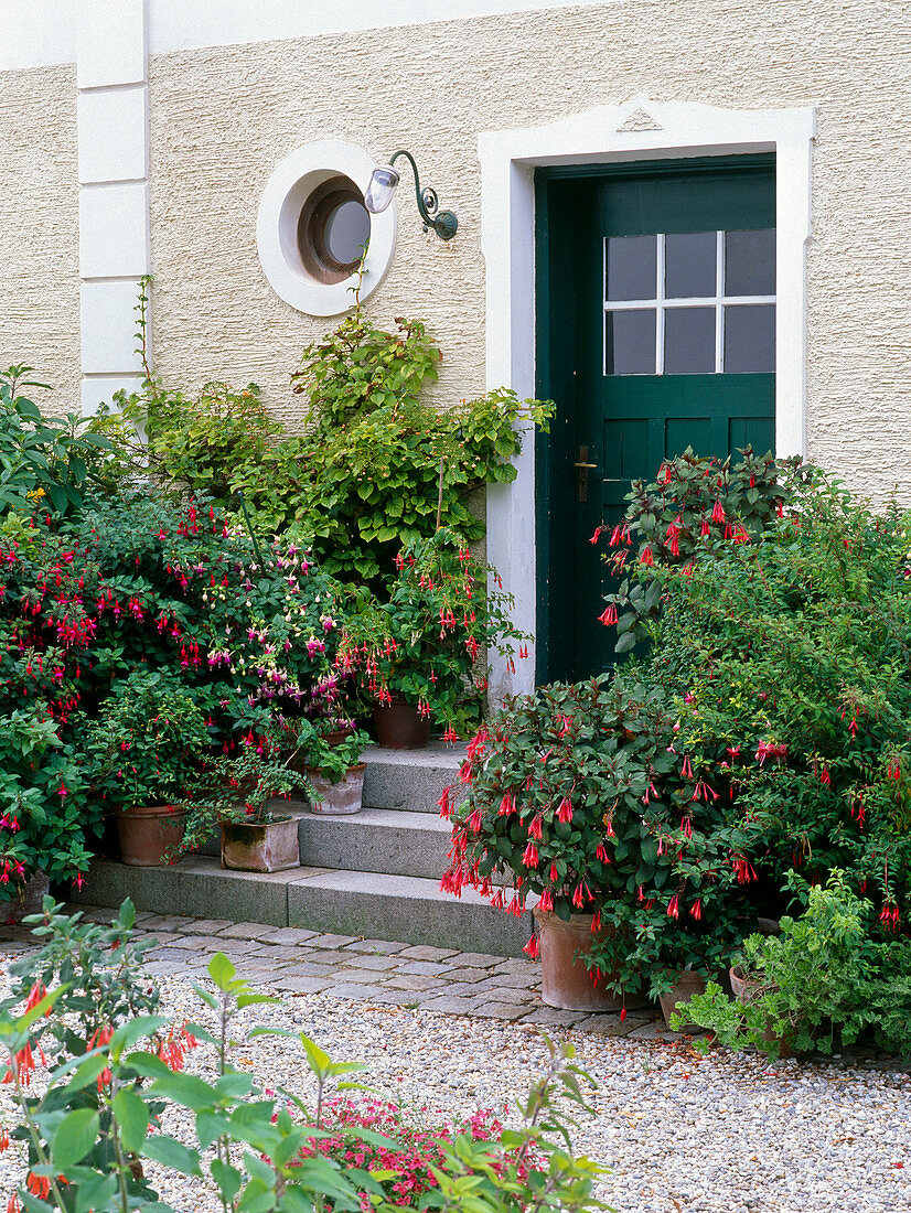 Hauseingang mit Fuchsia (Fuchsien) in Kübeln
