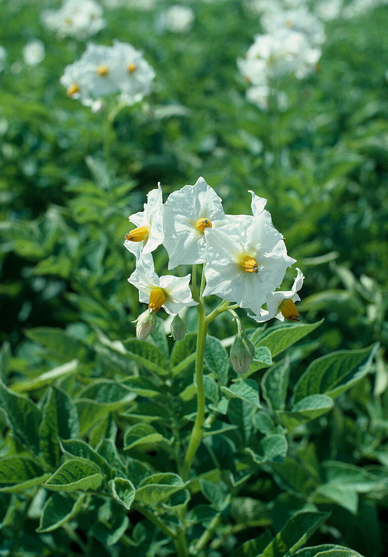 Solanum tuberosum (potato)