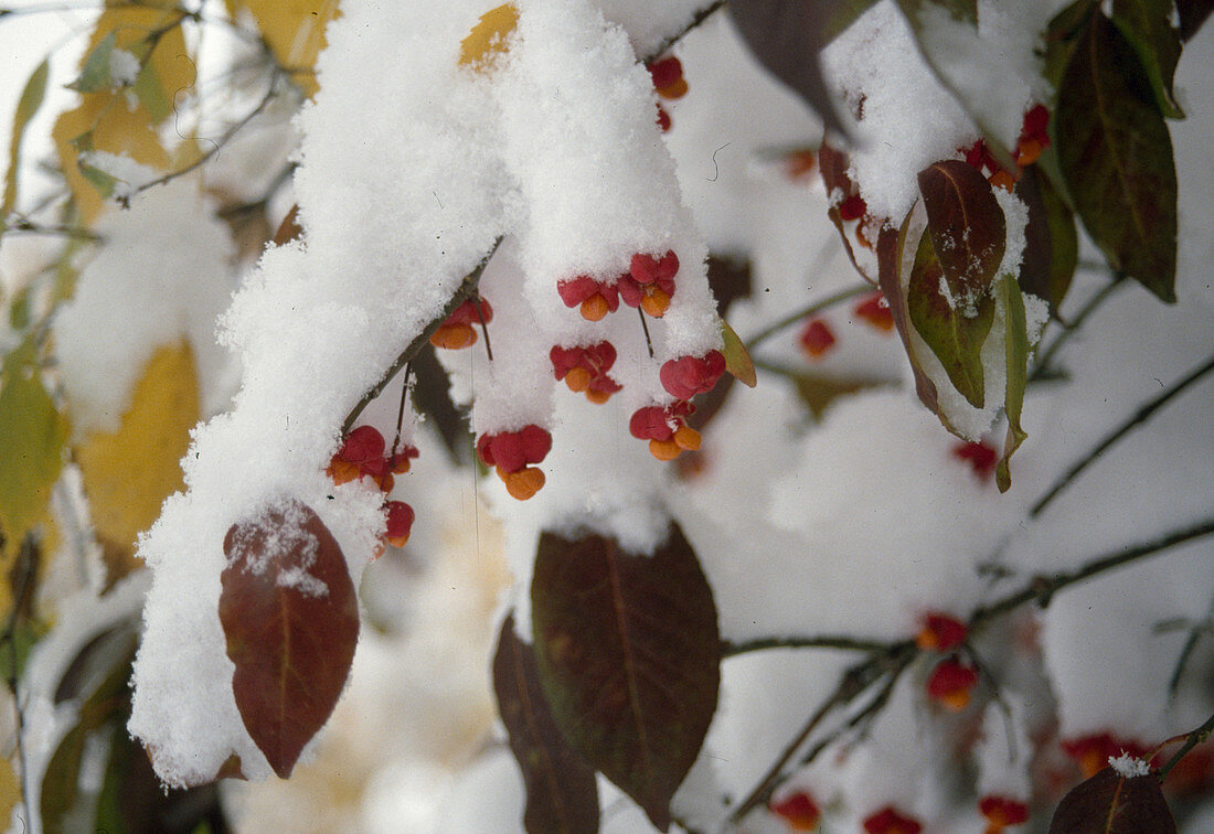 Wothe : Euonymus (Pfaffenhütchen), Früchte im Schnee