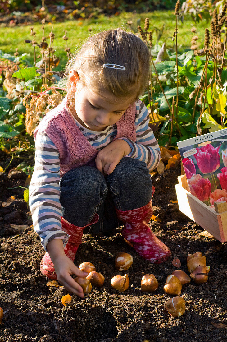 Mädchen legt Zwiebeln von Tulipa (Tulpen) zum Pflanzen ins Beet