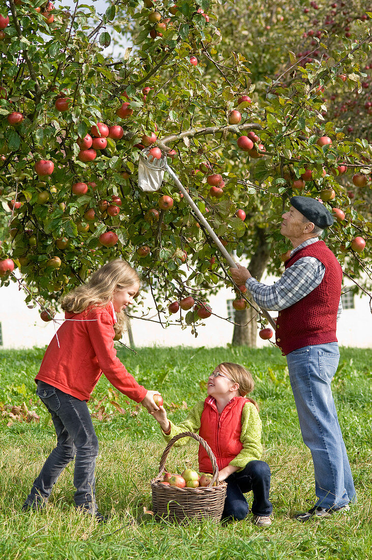 Familie beim Apfelpflücken auf Streuobstwiese