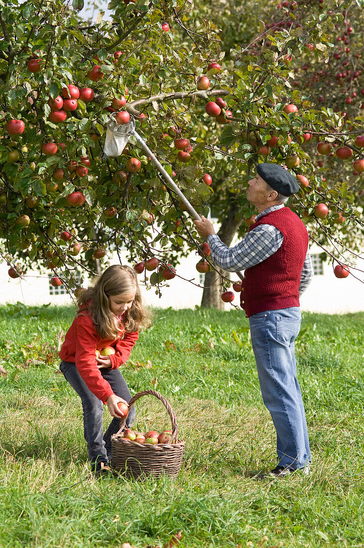 Großvater mit Enkelin beim Apfelpflücken auf Streuobstwiese