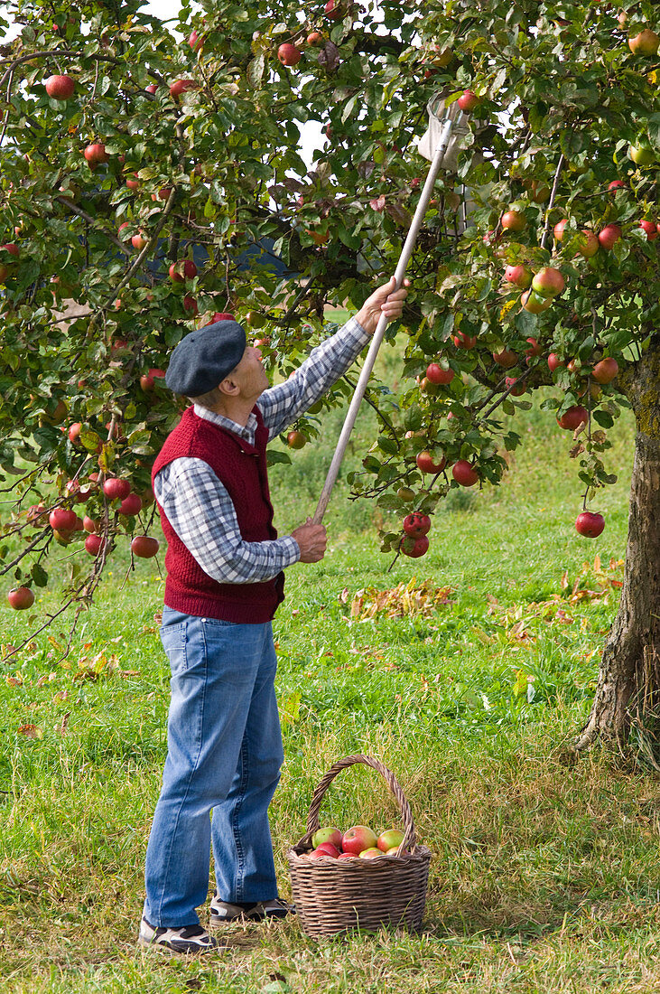 Grandfather picking apple on orchard meadow
