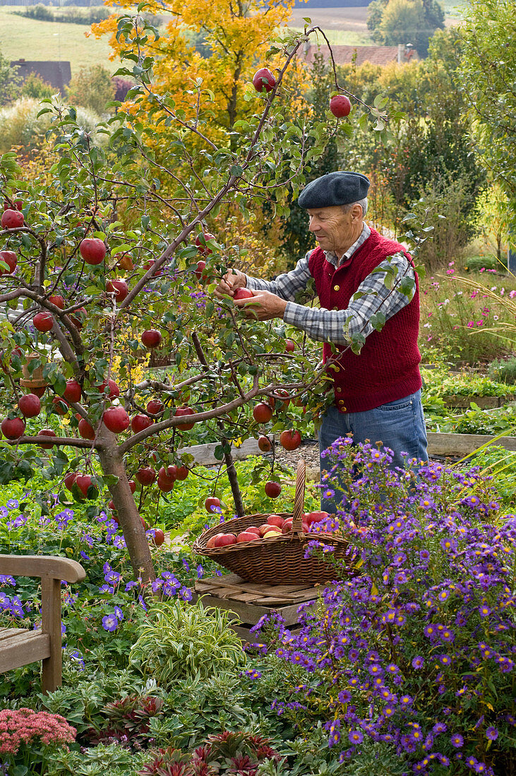 Grandfather picking apples 'Rewena'