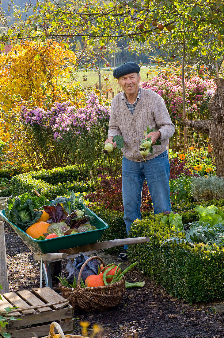 Großvater erntet Gemüse im Bauerngarten