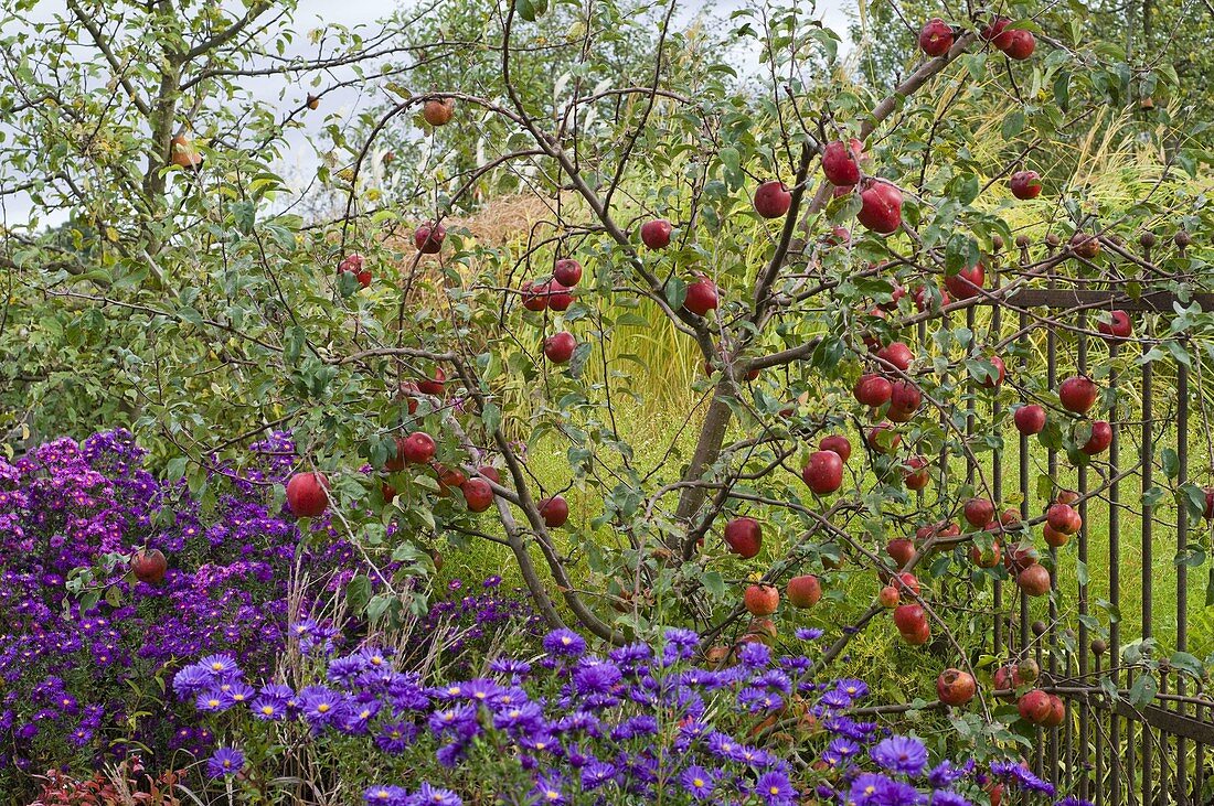 Malus 'Rewena' (Apfelbaum) mit Aster (Herbstastern)