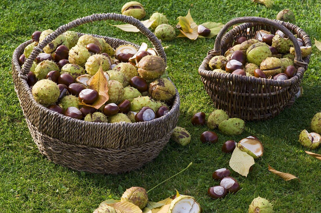 Baskets with freshly picked aesculus (chestnut)