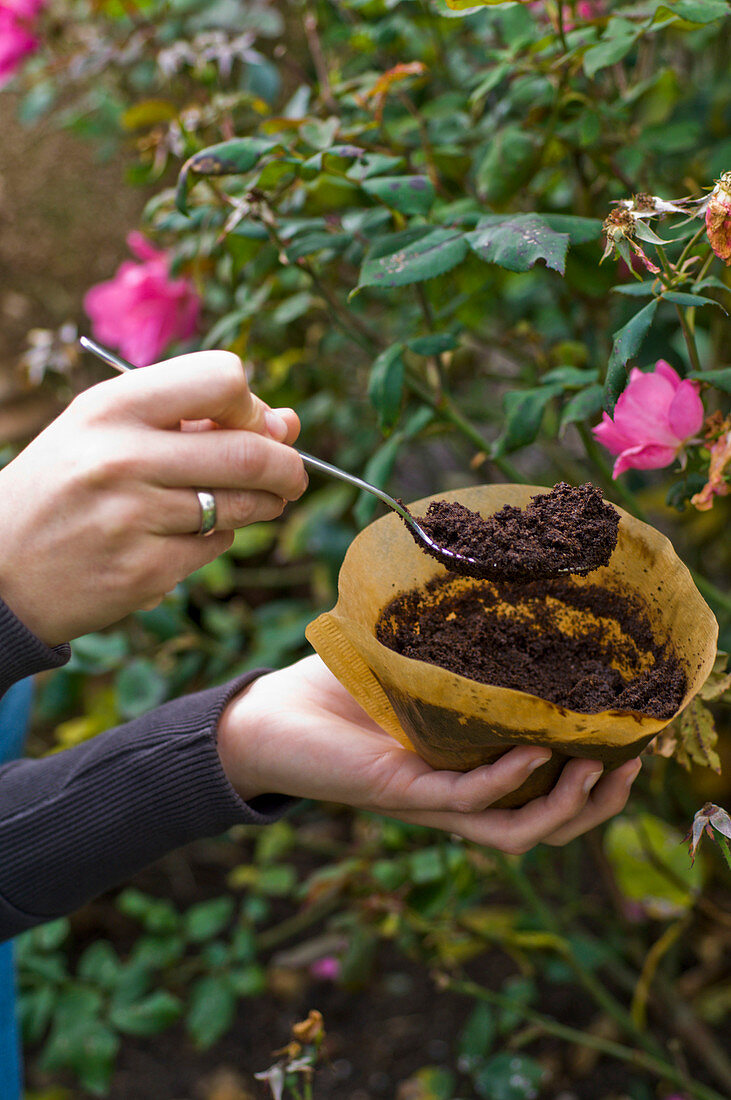 Kleine Mengen Kaffeesatz verbessern den Boden und locken Regenwürmer an