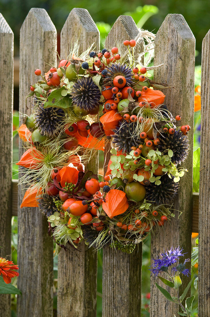 Kranz aus Rosa (Hagebutten), Echinops (Kugeldistel), Physalis