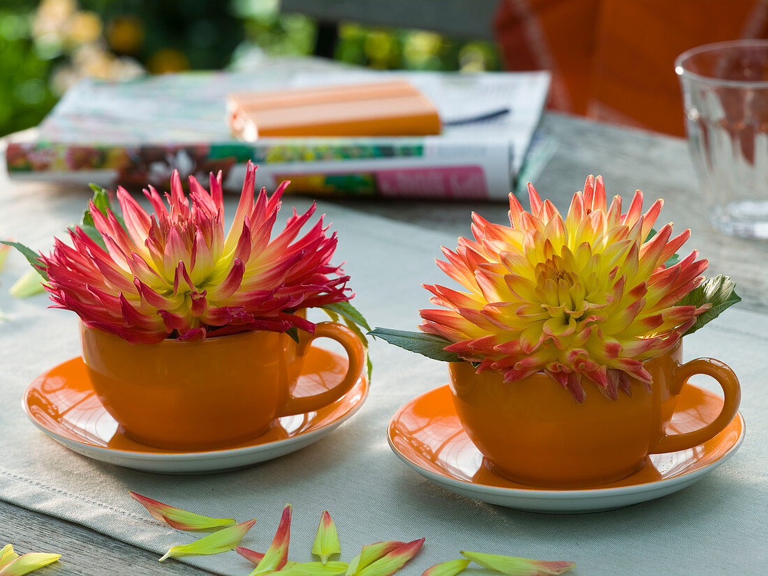 Dahlia 'Aloha' (Dahlien) in orangen Tassen