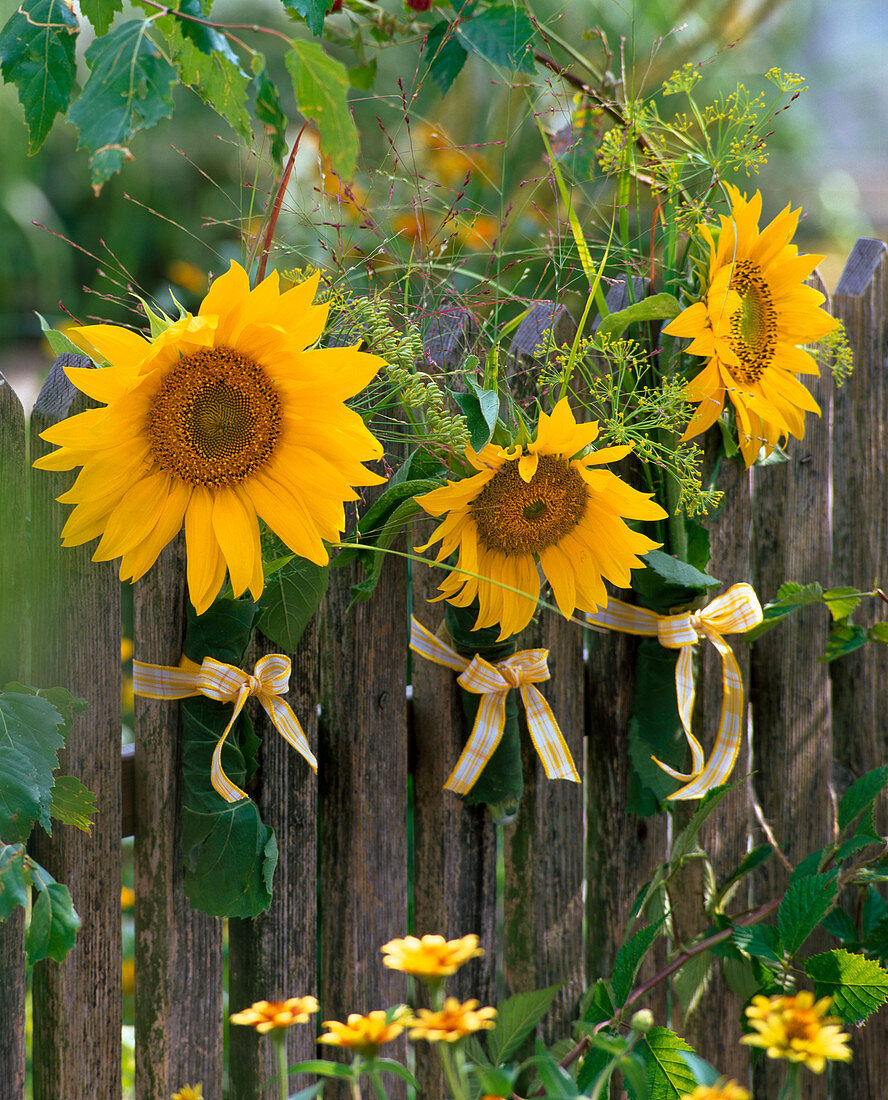 Helianthus (Sonnenblumen), Anethum (Dill), Panicum (Rutenhirse)