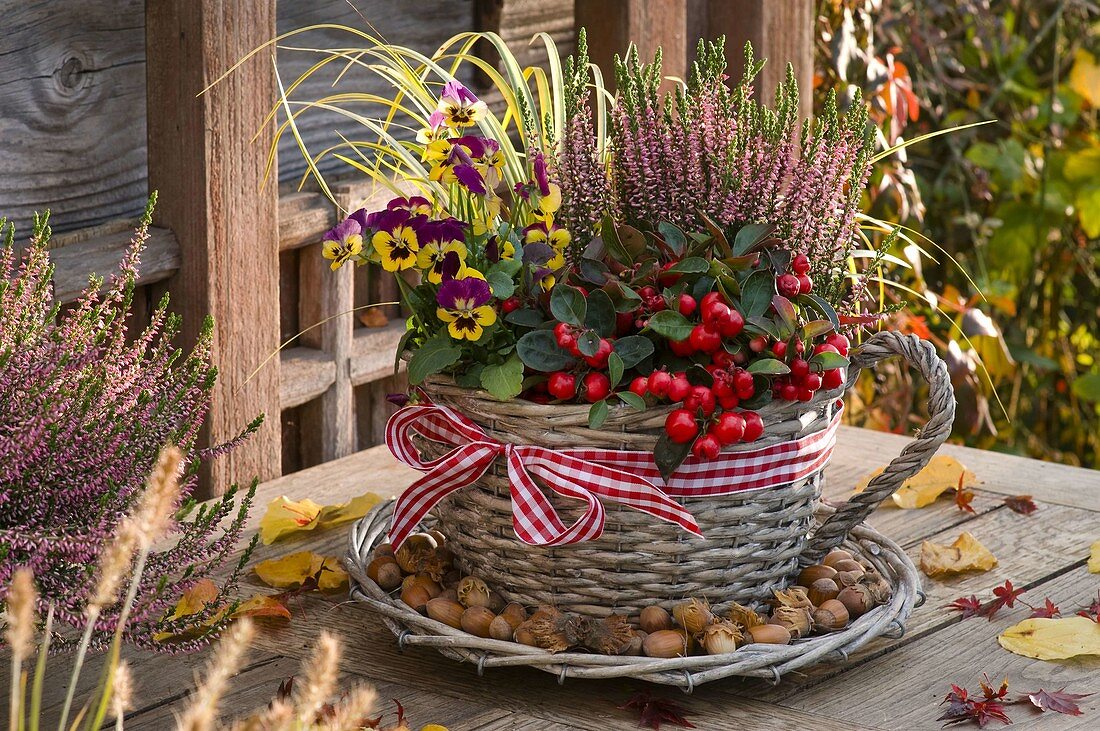 Wicker basket planted with Gaultheria procumbens (checkberry)